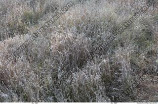 Grass Dead 0006